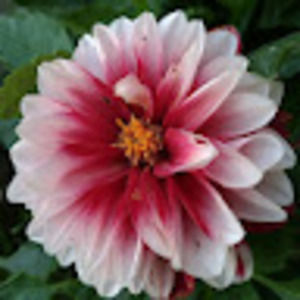 Meet your Posher, Ay-la